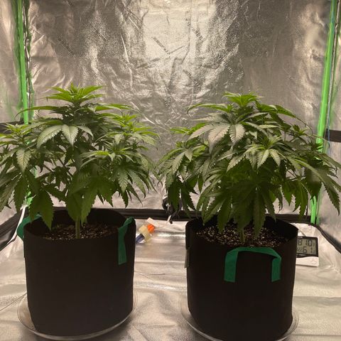 Unknown strain growlog photo: Defoliated some of the bottom, only trim after a week min and lightly or you will stress your plant out! My goal is to slowly trim because I ant to see what way ms the plant grow out to make better decisions on which fan leaves need to go and how many trier’s of the bottom need to be sacrificed for the overall good of the plant your yield and quality.