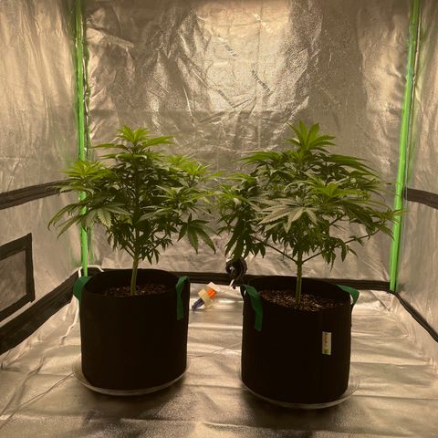 Unknown strain growlog photo: What it looks like