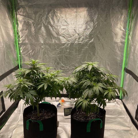 Unknown strain growlog photo: Trimmed some the the big fan leaves again it takes me about 4-5 trims during veg to modify the plants best to my area and light for higher quality pot, I’d rather grow 300 grams of really good weed then 500g of kids like I did last time.