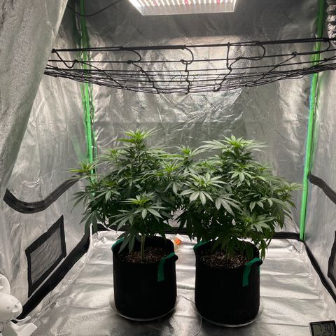 Unknown strain growlog photo: That’s with me trimming the fan leaves off weekly ! This northern lights feminized is bushy lil plant. About 21 inches, taller then I’d like but within my space limit, the lights I have need 12 inch distance to cover a 2x2 sq area.