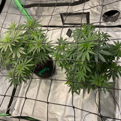 Unknown strain growlog photo: I trimmed and added second light both 2x2. One by ac infinity and my og mars hydro ts 1000. I’m going for just 6 huge branches and will train with top for a easy 250-500gs baring any mishap but I’m pretty I tune with what’s going on and most issues in early stages can be corrected.they double during flower so if space is limited hang a mesh trolley. It will also help you manipulate where branches go which opens more areas for sun and keeps humidity down. With bushy plants don’t be scared to trim fan leaves! Leave enough for the tree to eat any not getting good sunlight just steal nutrients from the top which will lower thc through out the plant!