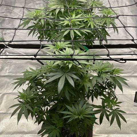 Unknown strain growlog photo: I trimmed and added second light both 2x2. One by ac infinity and my og mars hydro ts 1000. I’m going for just 6 huge branches and will train with top for a easy 250-500gs baring any mishap but I’m pretty I tune with what’s going on and most issues in early stages can be corrected.they double during flower so if space is limited hang a mesh trolley. It will also help you manipulate where branches go which opens more areas for sun and keeps humidity down. With bushy plants don’t be scared to trim fan leaves! Leave enough for the tree to eat any not getting good sunlight just steal nutrients from the top which will lower thc through out the plant!