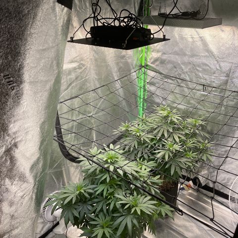 Unknown strain growlog photo: These fan leaves grow at a exponential rate so make sure to defoliate after feeding! Regularly