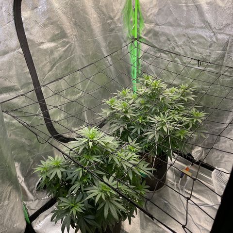 Unknown strain growlog photo: I’m pruning almost every week now because this is just a bushy plant that doesn’t stop growing fan leaves! Once a week is okay just make sure to feed after to help with recovery. Trimming should only be done during veg.! After that if you have to remove leaves to help with light do so but very lightly or it will slow the flowering process and may ruin it! If you want to top then do so after at least 4-6 good thick branches grow from tree!