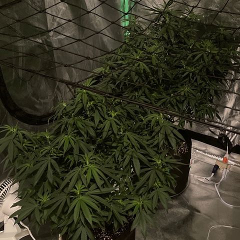 Unknown strain growlog photo: Both got massive haircuts today before feeding, because you stress your plant out when you trim i like to feed right after to give it food to recoup.