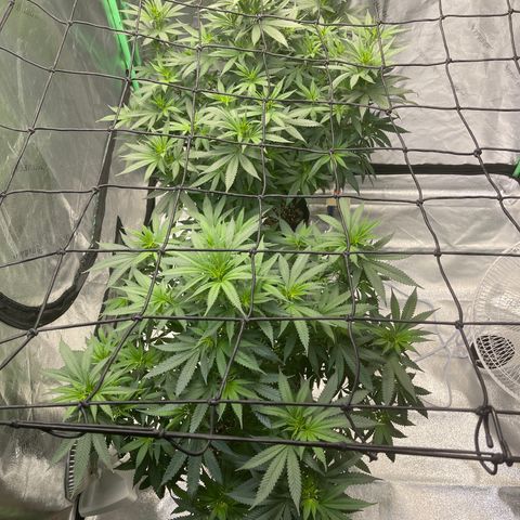 Unknown strain growlog photo: They did not have much of a reaction from the trim and I had a slight nutrient deficit and it looks like the clean feed of water/cal mag did the job.most ppl rush through veg but to me that is not a good idea because a plant needs a strong root system and thick branches to grow and hold up dense buds.90-120 minimum is my recommendation depending on the size of your tent. Do not forget they tend to double during the flowering stage!