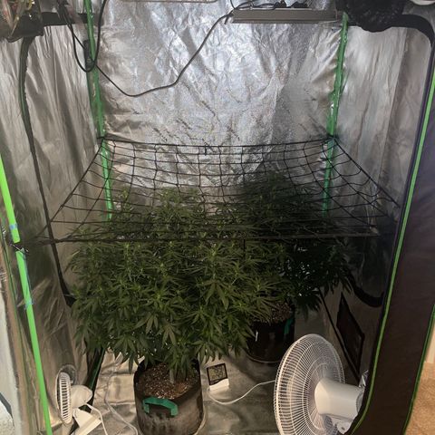 Unknown strain growlog photo: I flipped into flower stage and am gradually switching nutrients, u don’t want to go heavy from the grow big to bloom because it will shock the plant. I first give it a clean feed before I flip to flower, then do 1 3rd of recommended amount.the back one I did d something to she did not like? Because constantly having to remove dead leaves and she’s much shorter and less bushy then her counterpart.will still flower but yield and even quality might be affected I’ll make sure to separate batches that when I send out for testing I’ll know which one has how many % sativa, indica and my thc %. A common misconception is the higher the thc the better, not always true. The pot needs a balance of all three to attain the medicinal needs u r looking for. For instance I chose this northern lights strain because it helps with stress, anxiety, ptsd and inflammation, it’s also a really good body high but not to the point where your just stuck on the couch….