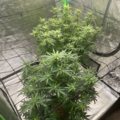 Unknown strain growlog photo: I regret not topping I did not realize how bushy this strain gets, I GAVE HER HAIR CUTS EVERY WEEK! Even 3 weeks into flower took off all big and medium leaves but 3 days later we got more, at least she did not stress during last trim, BE VERY CAREFUL WHEN DEFOLIATING DURING FLOWERING STAGE! if u stress her out to much she might die or massively affect the quality and quantity!!!