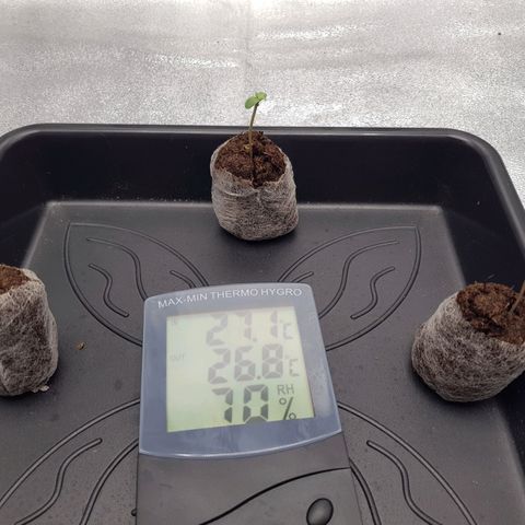 3x Wedding Cake (Zamnesia) 8-9 Wochen growlog timeline photo