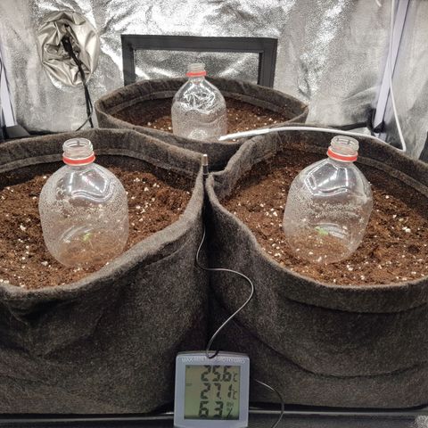 3x Wedding Cake (Zamnesia) 8-9 Wochen growlog timeline photo