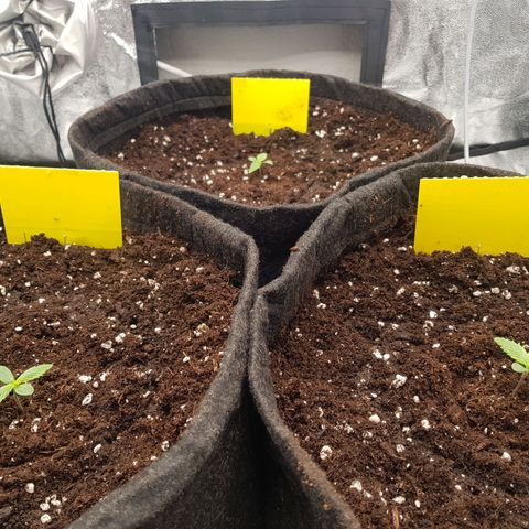 3x Wedding Cake (Zamnesia) 8-9 Wochen growlog timeline photo