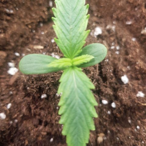 3x Wedding Cake (Zamnesia) 8-9 Wochen growlog timeline photo