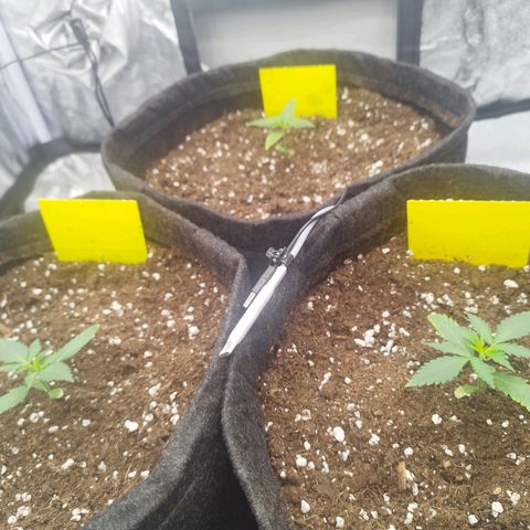 3x Wedding Cake (Zamnesia) 8-9 Wochen growlog photo: Heute entdeckt das bei 2 Pflanzen die spitzen etwas verbrannt sind.