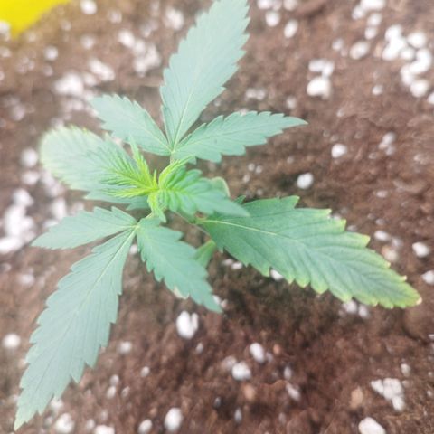 3x Wedding Cake (Zamnesia) 8-9 Wochen growlog photo: Heute entdeckt das bei 2 Pflanzen die spitzen etwas verbrannt sind.