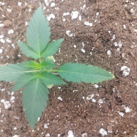 3x Wedding Cake (Zamnesia) 8-9 Wochen growlog photo: Heute entdeckt das bei 2 Pflanzen die spitzen etwas verbrannt sind.