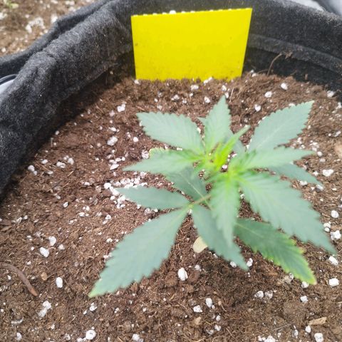 3x Wedding Cake (Zamnesia) 8-9 Wochen growlog timeline photo