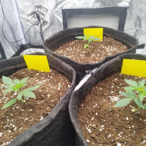 3x Wedding Cake (Zamnesia) 8-9 Wochen growlog timeline photo