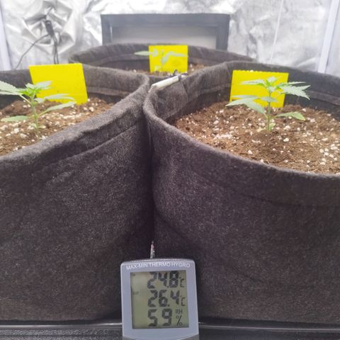 3x Wedding Cake (Zamnesia) 8-9 Wochen growlog timeline photo