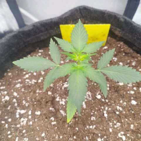 3x Wedding Cake (Zamnesia) 8-9 Wochen growlog timeline photo