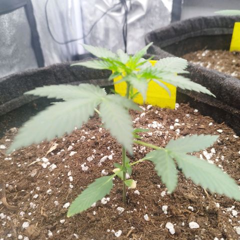 3x Wedding Cake (Zamnesia) 8-9 Wochen growlog timeline photo