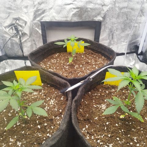 3x Wedding Cake (Zamnesia) 8-9 Wochen growlog timeline photo