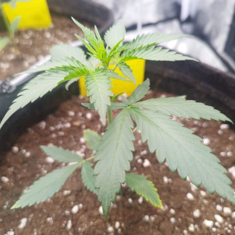 3x Wedding Cake (Zamnesia) 8-9 Wochen growlog timeline photo
