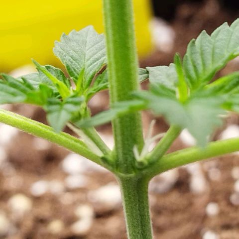3x Wedding Cake (Zamnesia) 8-9 Wochen growlog photo: Die ersten Härchen sind zusehen