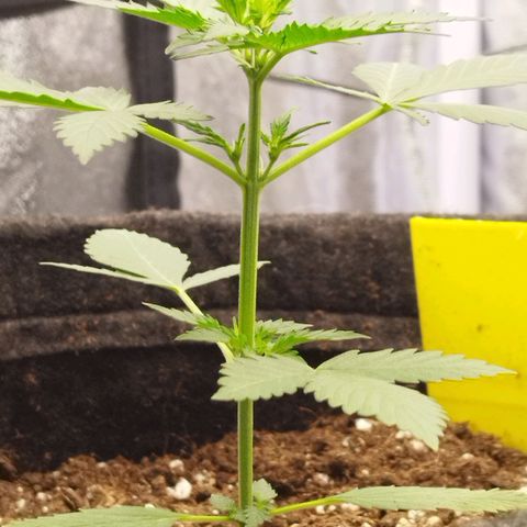 3x Wedding Cake (Zamnesia) 8-9 Wochen growlog photo: Die ersten Härchen sind zusehen