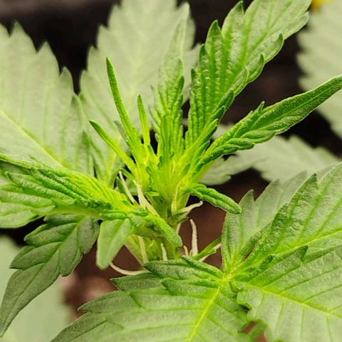 3x Wedding Cake (Zamnesia) 8-9 Wochen growlog photo: Die ersten Härchen sind zusehen