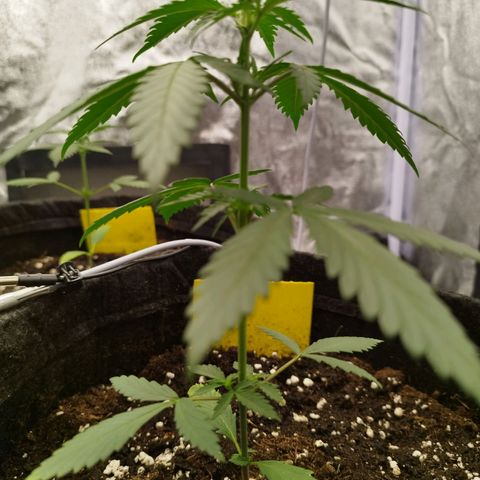 3x Wedding Cake (Zamnesia) 8-9 Wochen growlog timeline photo