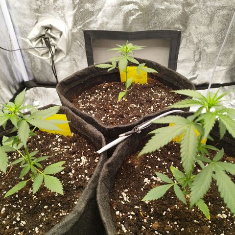 3x Wedding Cake (Zamnesia) 8-9 Wochen growlog timeline photo
