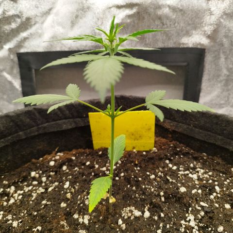 3x Wedding Cake (Zamnesia) 8-9 Wochen growlog timeline photo
