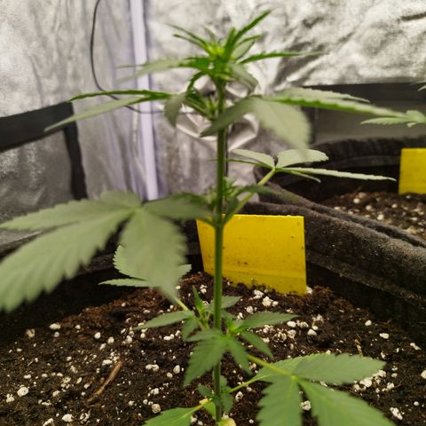 3x Wedding Cake (Zamnesia) 8-9 Wochen growlog timeline photo