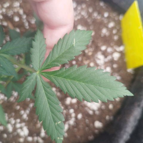 3x Wedding Cake (Zamnesia) 8-9 Wochen growlog timeline photo