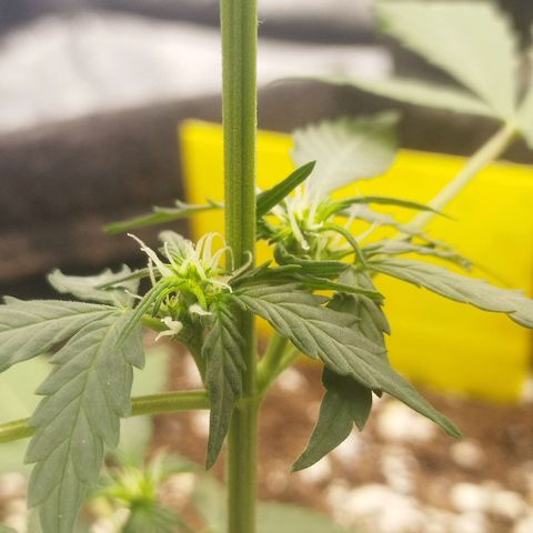 3x Wedding Cake (Zamnesia) 8-9 Wochen growlog timeline photo