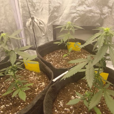 3x Wedding Cake (Zamnesia) 8-9 Wochen growlog timeline photo