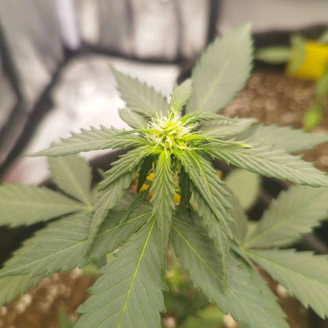 3x Wedding Cake (Zamnesia) 8-9 Wochen growlog timeline photo