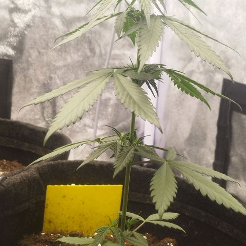 3x Wedding Cake (Zamnesia) 8-9 Wochen growlog timeline photo