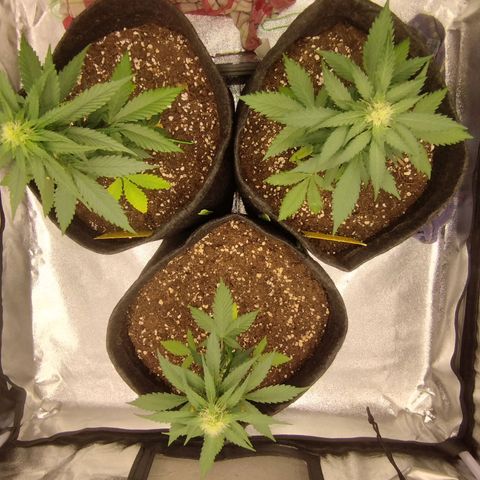 3x Wedding Cake (Zamnesia) 8-9 Wochen growlog timeline photo