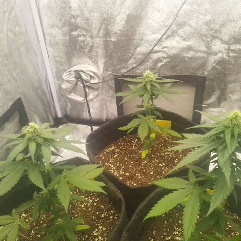 3x Wedding Cake (Zamnesia) 8-9 Wochen growlog timeline photo