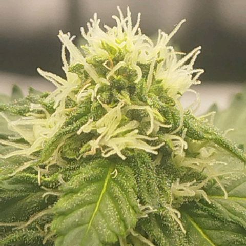 3x Wedding Cake (Zamnesia) 8-9 Wochen growlog timeline photo