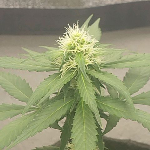 3x Wedding Cake (Zamnesia) 8-9 Wochen growlog timeline photo