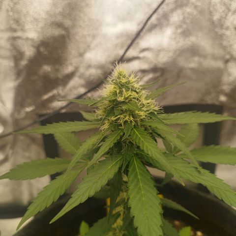 3x Wedding Cake (Zamnesia) 8-9 Wochen growlog photo: Blätter werden Gelb, Ursache unbekannt.
