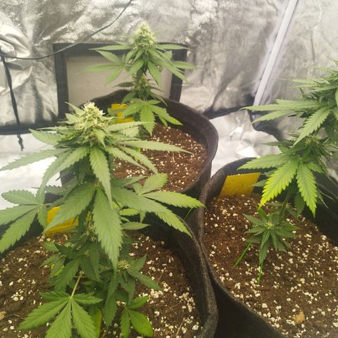 3x Wedding Cake (Zamnesia) 8-9 Wochen growlog photo: Blätter werden Gelb, Ursache unbekannt.