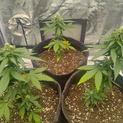 3x Wedding Cake (Zamnesia) 8-9 Wochen growlog photo: Blätter werden Gelb, Ursache unbekannt.