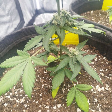 3x Wedding Cake (Zamnesia) 8-9 Wochen growlog photo: Blätter werden Gelb, Ursache unbekannt.