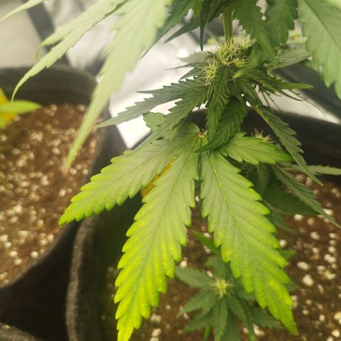 3x Wedding Cake (Zamnesia) 8-9 Wochen growlog photo: Blätter werden Gelb, Ursache unbekannt.