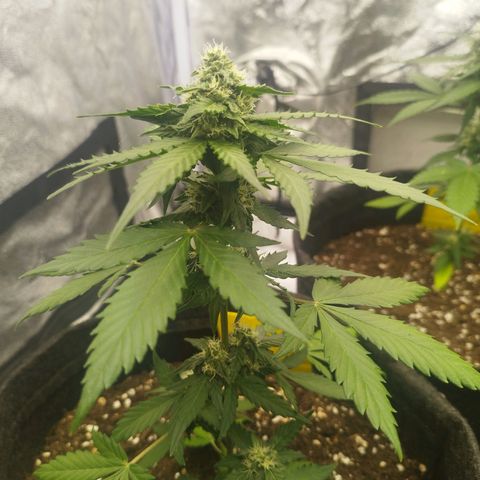 3x Wedding Cake (Zamnesia) 8-9 Wochen growlog photo: Blätter werden Gelb, Ursache unbekannt.
