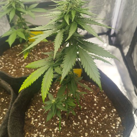 3x Wedding Cake (Zamnesia) 8-9 Wochen growlog photo: Blätter werden Gelb, Ursache unbekannt.