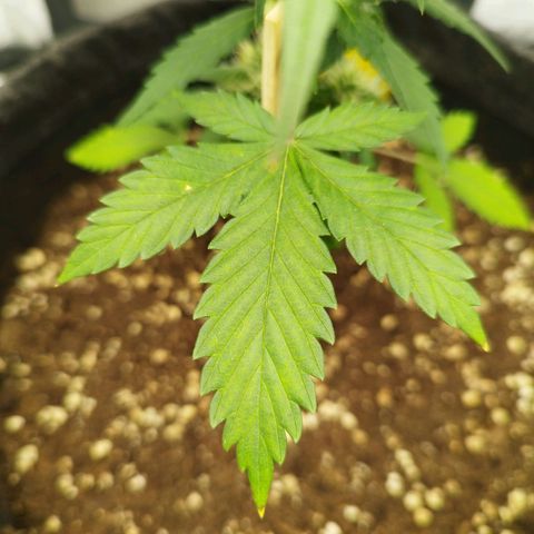 3x Wedding Cake (Zamnesia) 8-9 Wochen growlog photo: Wahrscheinlich irgendein Mangel